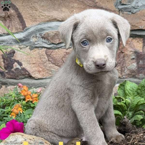 Judd, Silver Labrador Retriever Puppy